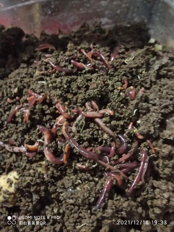 釣魚人的智慧無窮無盡,地下室秒變複式倉庫 釣魚人的智慧無窮無盡,地下室秒變複式倉庫