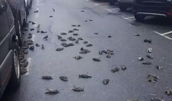 200只鳥兒從西班牙天空掉落 砸到路上行人 成因目前未明 200只鳥兒從西班牙天空掉落 砸到路上行人 成因目前未明