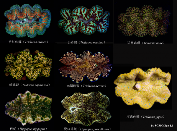 貝王硨磲也怕“酸”丨美麗南海 貝王硨磲也怕“酸”丨美麗南海