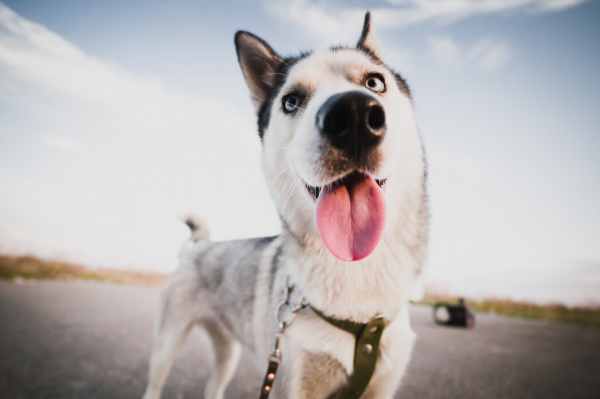 很多人都說準：從你養的狗，就知道你的性格