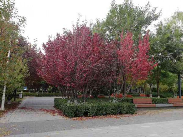 北京一處“冷門”公園，小巧雅緻私藏絕美秋景，人少景美門票免費