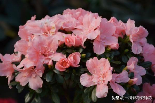 6種北方不適合養的花卉，環境、技術不到位容易死