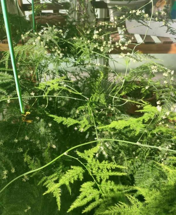 自制速效肥,適合文竹吊蘭綠蘿,撒盆裡7天就冒芽 自制速效肥,適合文竹吊蘭綠蘿,撒盆裡7天就冒芽