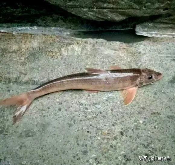 珠江四大名魚是那幾種魚？估計釣魚人都不知道，有一種列入二級了