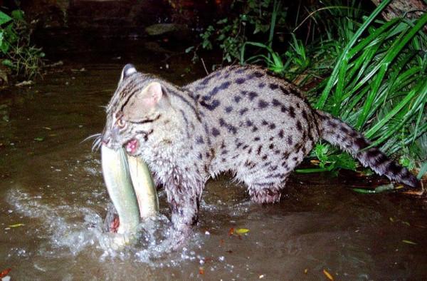 小型貓科動物裡的猛獸!“移動的毛球”兔猻:呆萌外表食肉心 小型貓科動物裡的猛獸!“移動的毛球”兔猻:呆萌外表食肉心