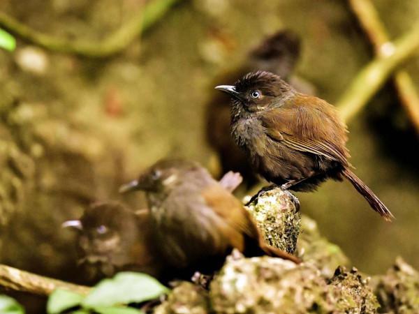 弄崗穗鶥是用中國地名命名的鳥,目前仍然僅存中國 弄崗穗鶥是用中國地名命名的鳥,目前仍然僅存中國