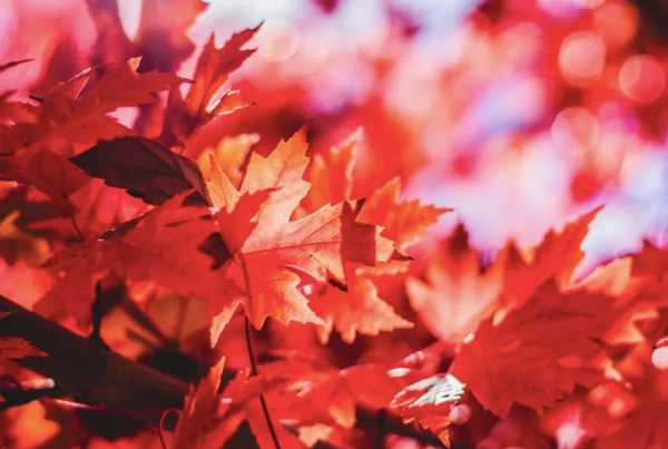 60 句“秋天”詩詞,品讀靜美清秋 60 句“秋天”詩詞,品讀靜美清秋