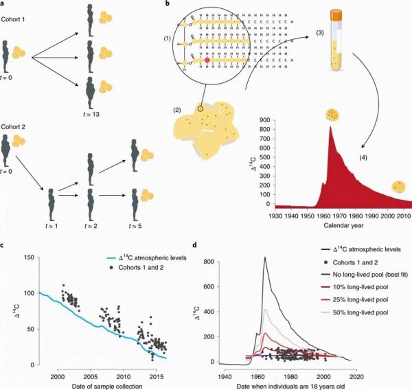 如何逃過“中年肥胖”？這三點很關鍵