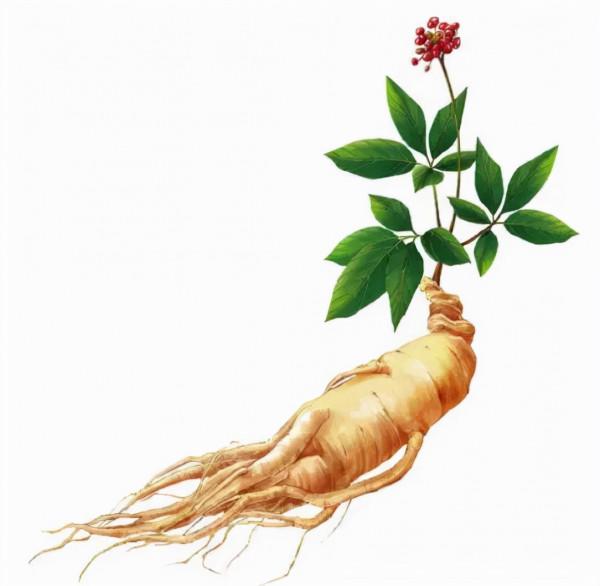 服用人參就上火，為什麼乾隆服用這麼多人參卻不上火？原來有講究