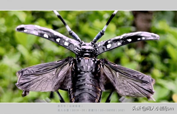 手機昆蟲攝影:天牛,拍攝技巧分享,你見過這幾種天牛嗎? 手機昆蟲攝影:天牛,拍攝技巧分享,你見過這幾種天牛嗎?