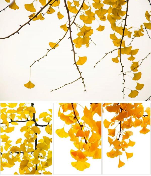 兒童畫教程|創意寫生美術課程《片片銀杏葉》 兒童畫教程|創意寫生美術課程《片片銀杏葉》