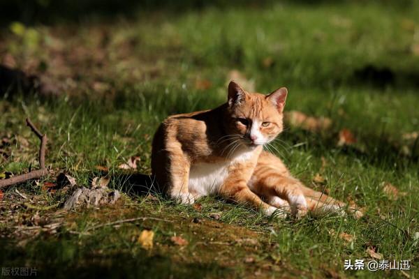泰山上貓的片區