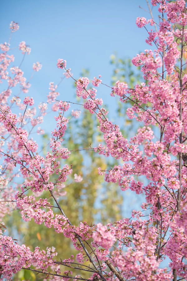 羨慕了！西昌人，你的早櫻美景正在派送中，請接收