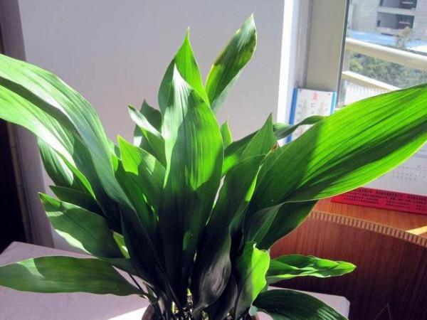 衛生間潮溼有異味，養上5種&OpenCurlyDoubleQuote;吸味花&rdquo;，祛溼除味還能&OpenCurlyDoubleQuote;滅菌&rdquo;