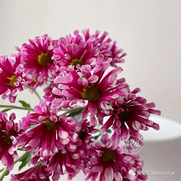 紅風車小菊 · 等風來