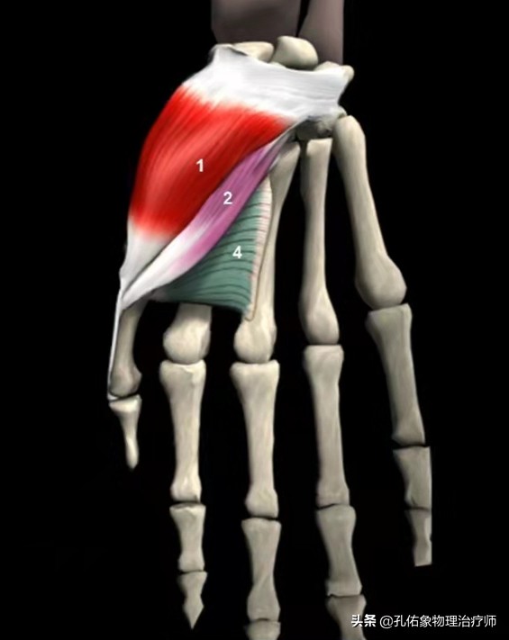 50歲左右的中老年人，手指僵硬、疼痛、怕冷、變形，預示哪些疾病