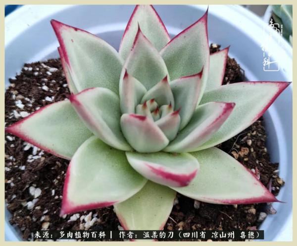 風吹過的夏天,你是仙子落凡間 風吹過的夏天,你是仙子落凡間