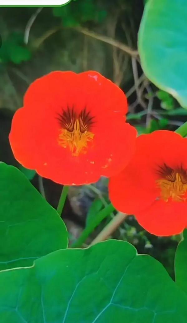 分享旱金蓮 花葉有極高觀賞價值全顆可以入藥 深受大家喜愛