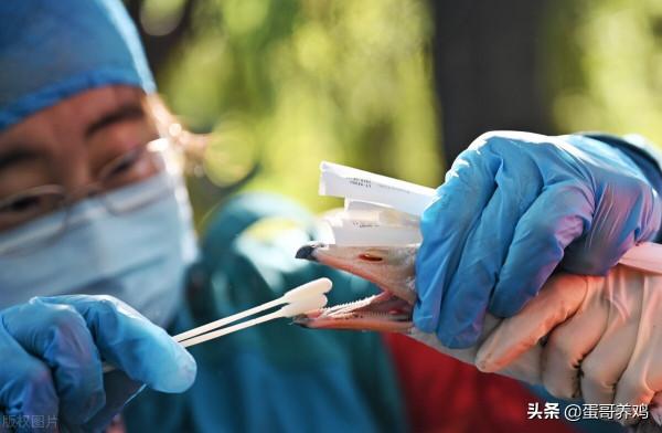 今冬日本第6次爆發！禽流感有大流行趨勢？家禽養殖戶如何應對