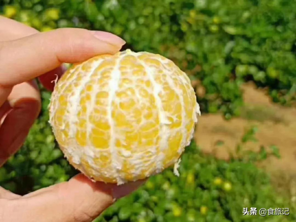 沒想到這麼不起眼的綠皮柑，口感竟然這麼神仙