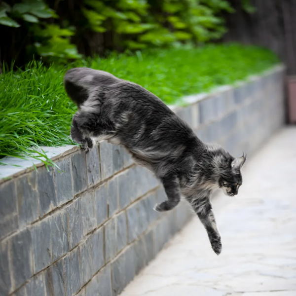 貓不可貌相 腿不可斗量 貓不可貌相 腿不可斗量