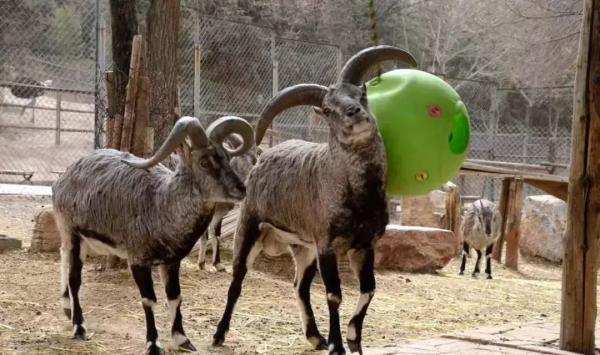 中國“最窮”的動物園 在中國最高的地方