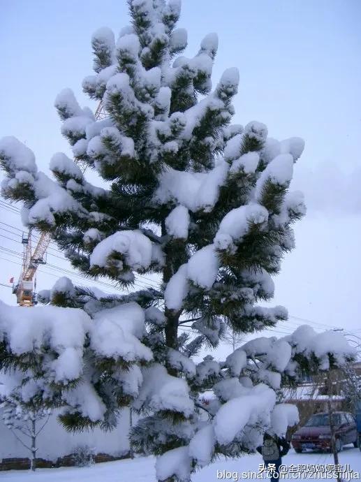 分享——雪松美景