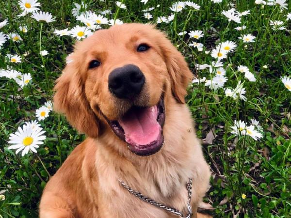 公認“無攻擊性”的3種狗,你最想養哪隻? 公認“無攻擊性”的3種狗,你最想養哪隻?