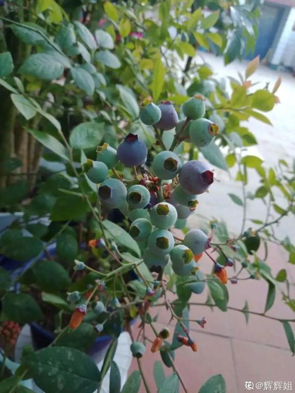 陽臺種盆藍莓，南北方都能種，好養還耐寒