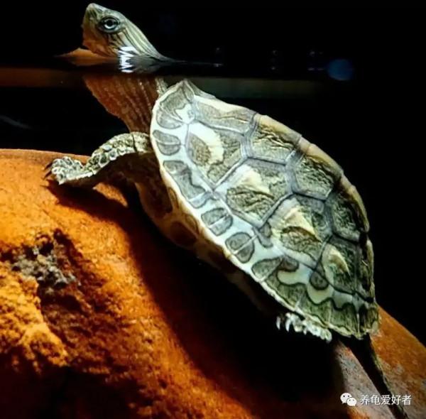 大家都喜歡將這種龜用來散養，難道有什麼特別之處？