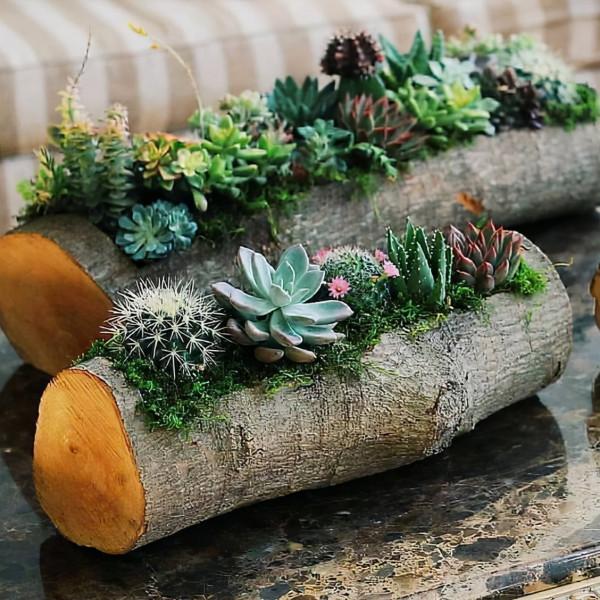 天然的木頭，呆萌的多肉，不一樣的美