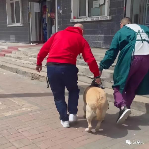 拉布拉多看醫生,被嚇到腿軟,怕醫生這件事果然不分物種 拉布拉多看醫生,被嚇到腿軟,怕醫生這件事果然不分物種