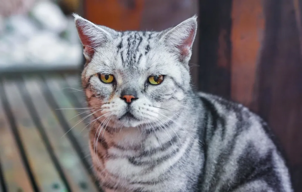 我,馬都督,是不會失寵的 我,馬都督,是不會失寵的