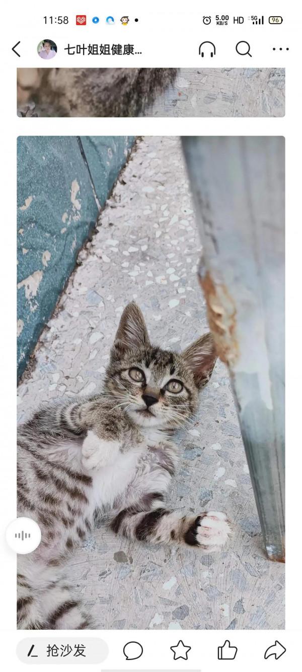 二年級作文小花貓