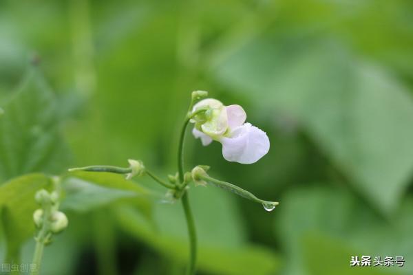 植物花瓣與果實心房的關係你有了解多少？他們之間的關係不簡單