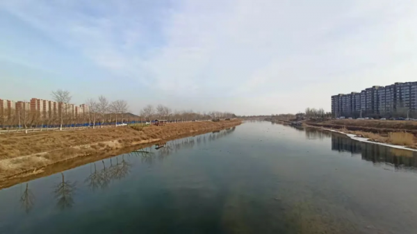 捉老鼠的黑翅鳶