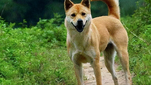 中華田園犬品種圖鑑 中華田園犬品種圖鑑