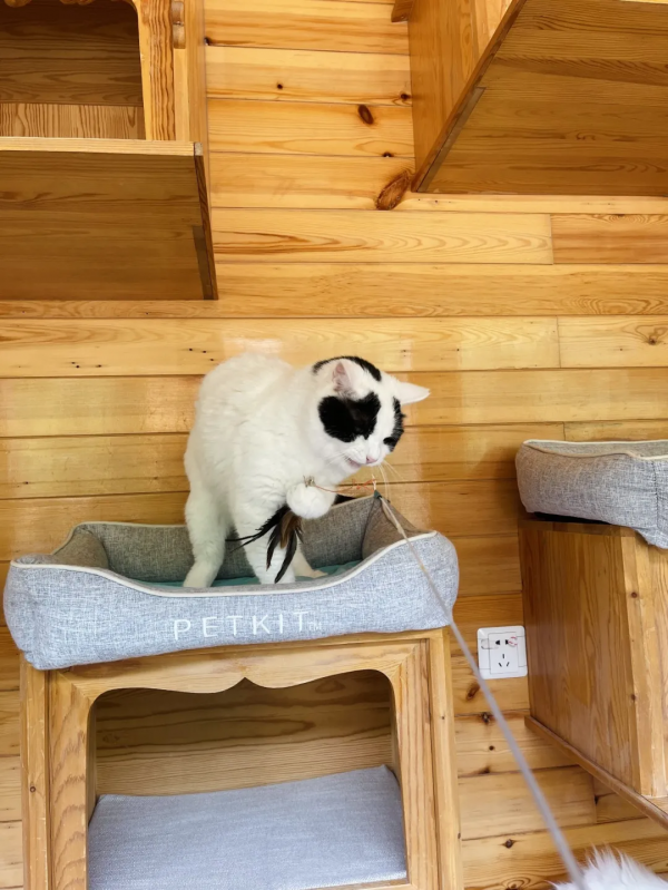 逗貓棒?都快把貓玩成花啦 逗貓棒?都快把貓玩成花啦