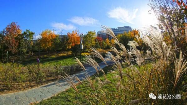 【FENG景】創森動態 | 蓮花池公園多彩的秋天