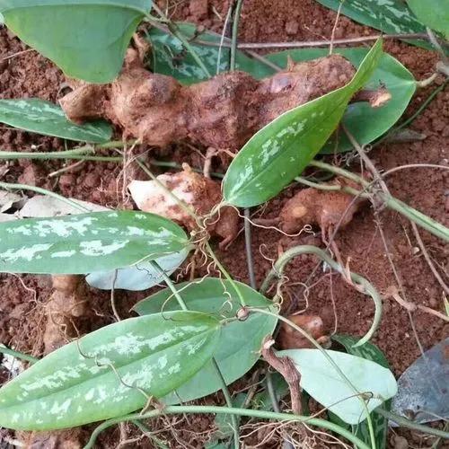 野菜野草的藥用價值高