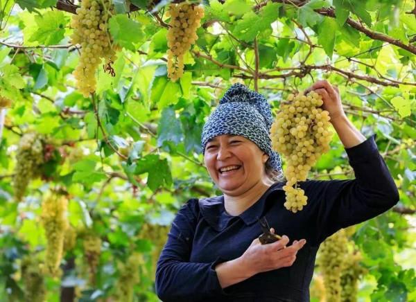 跟著秋天，去新疆