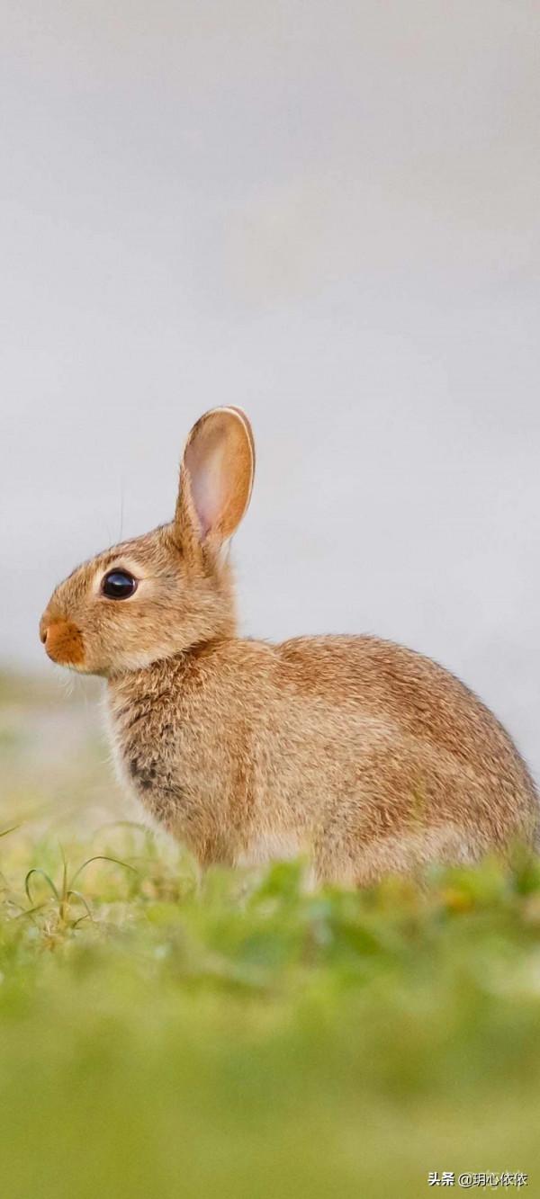 軟糯可愛的小兔兔，毛絨絨治癒力超強