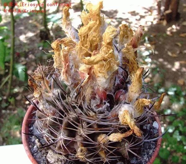 仙人球類科普之智利球屬（一）