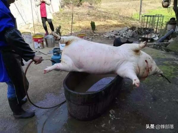 新版“吹年豬”法已更新，高效還衛生，殺豬匠：終於不用痛腮了