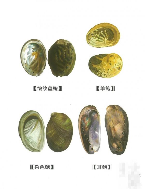 中藥古今研究：石決明