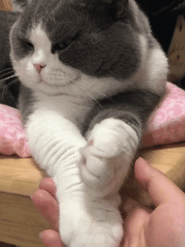 用鼻子蹭你相當於親吻?貓:人類,你們還是太年輕了 用鼻子蹭你相當於親吻?貓:人類,你們還是太年輕了