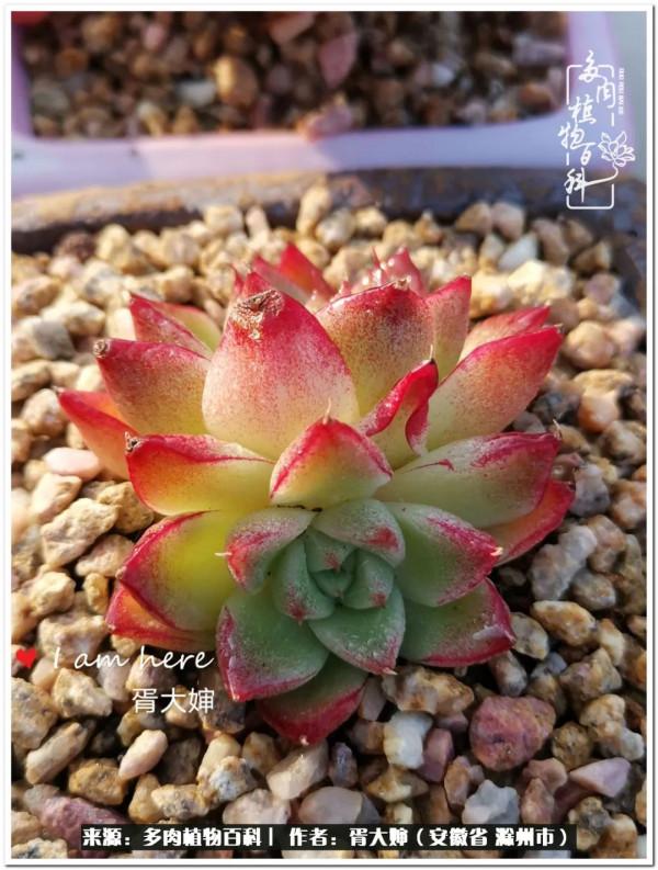 因多肉遇見滿滿的愛和美好，有多肉相伴，歲月生香