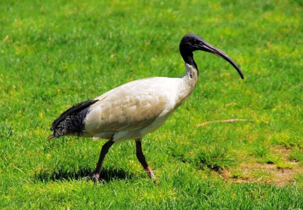 35年第二次見！罕見黑頭白䴉現身雲南，為何僅此1只，是有人放？