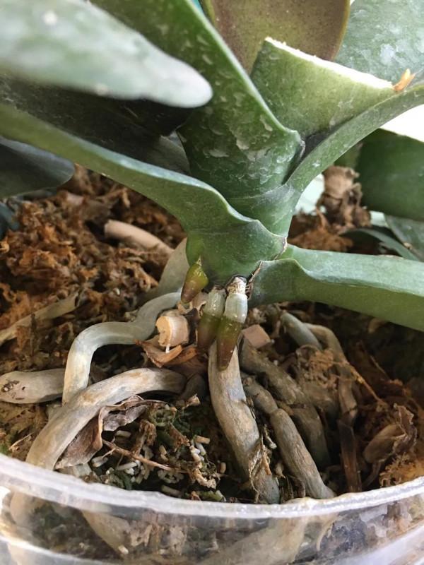 蝴蝶蘭中的花堅強 蝴蝶蘭中的花堅強