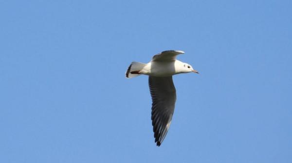 冀州區魚市北河上上演著一場精彩的表演